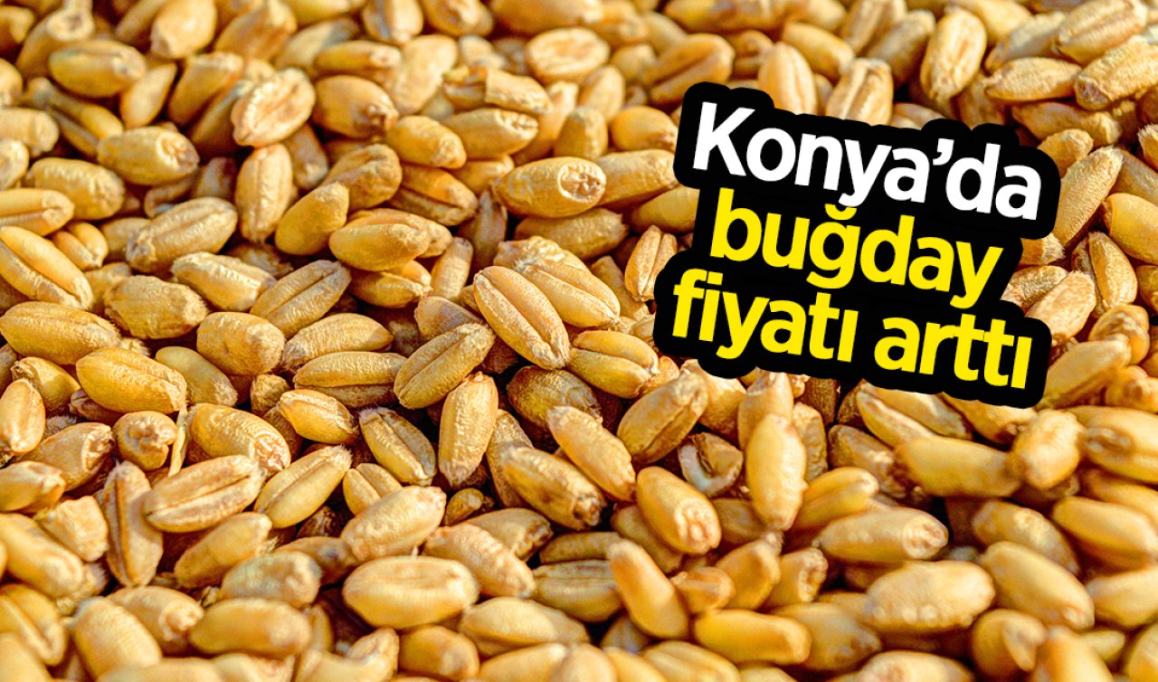 Konya’da buğdayın fiyatı arttı! Borsa’da arpa, mısır, kuru fasulye, nohut, yulaf güncel fiyatlar