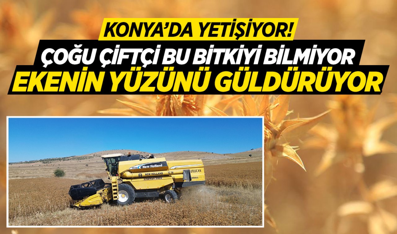 Konya’da çoğu çiftçi bilmiyor! Bir damla suya bile ihtiyaç duymadan yetişiyor