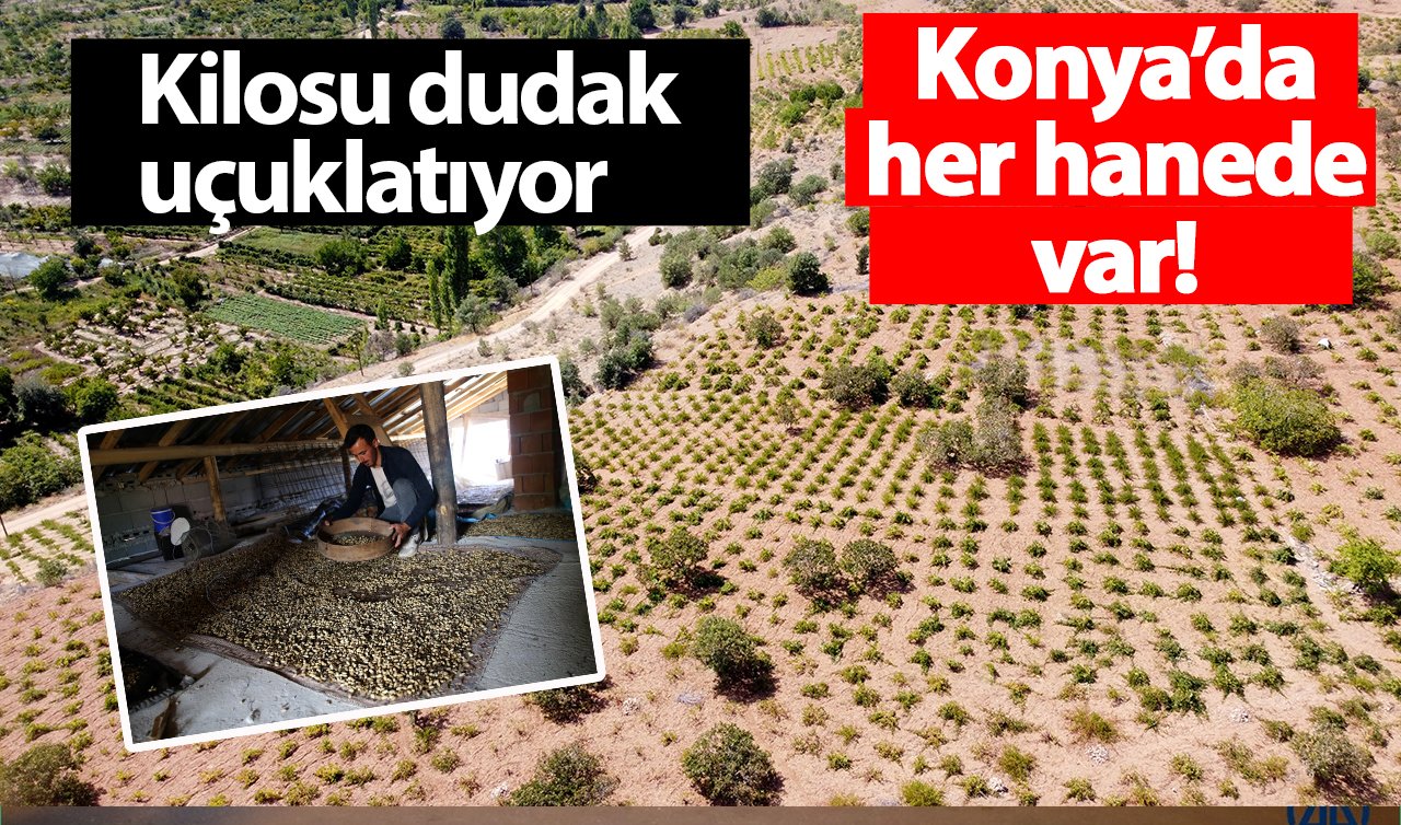 Konya’da her hanede var! Kilosu dudak uçuklatıyor: Çevre illerde alıcı çok! 