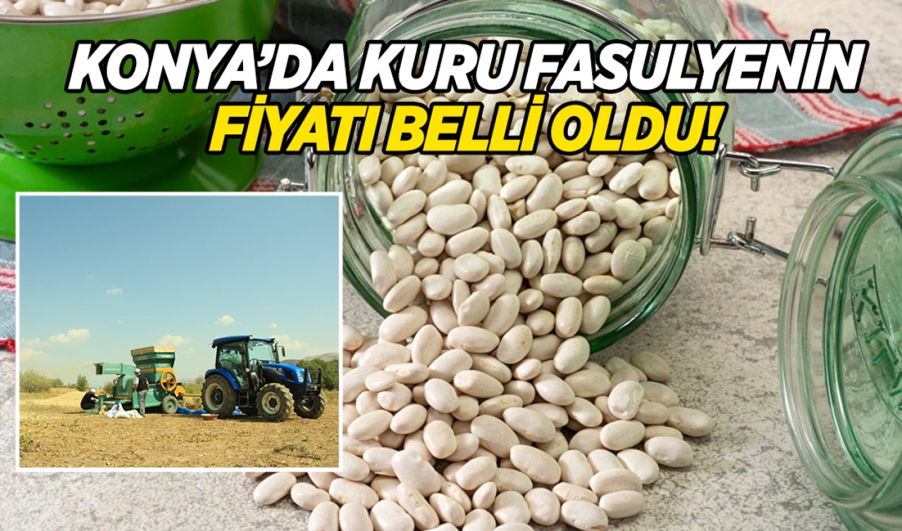Konya’da hasadı başlayan kuru fasulyenin fiyatı belli oldu!