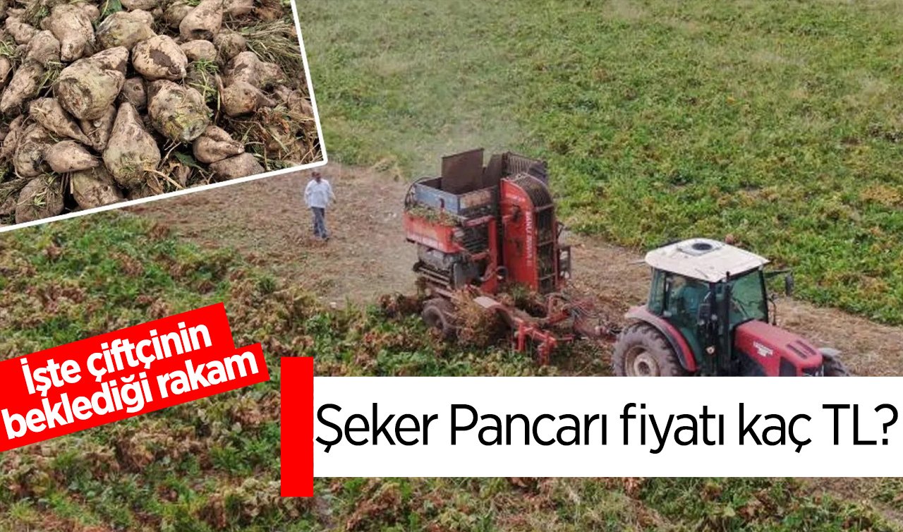 Şeker Pancarı kaç TL? İşte çiftçinin beklediği rakam