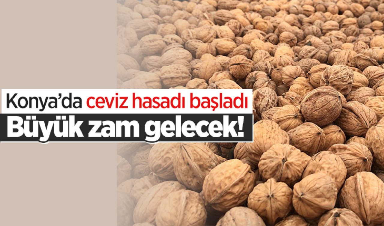 Konya'da ceviz hasadı başladı! Büyük zam gelecek