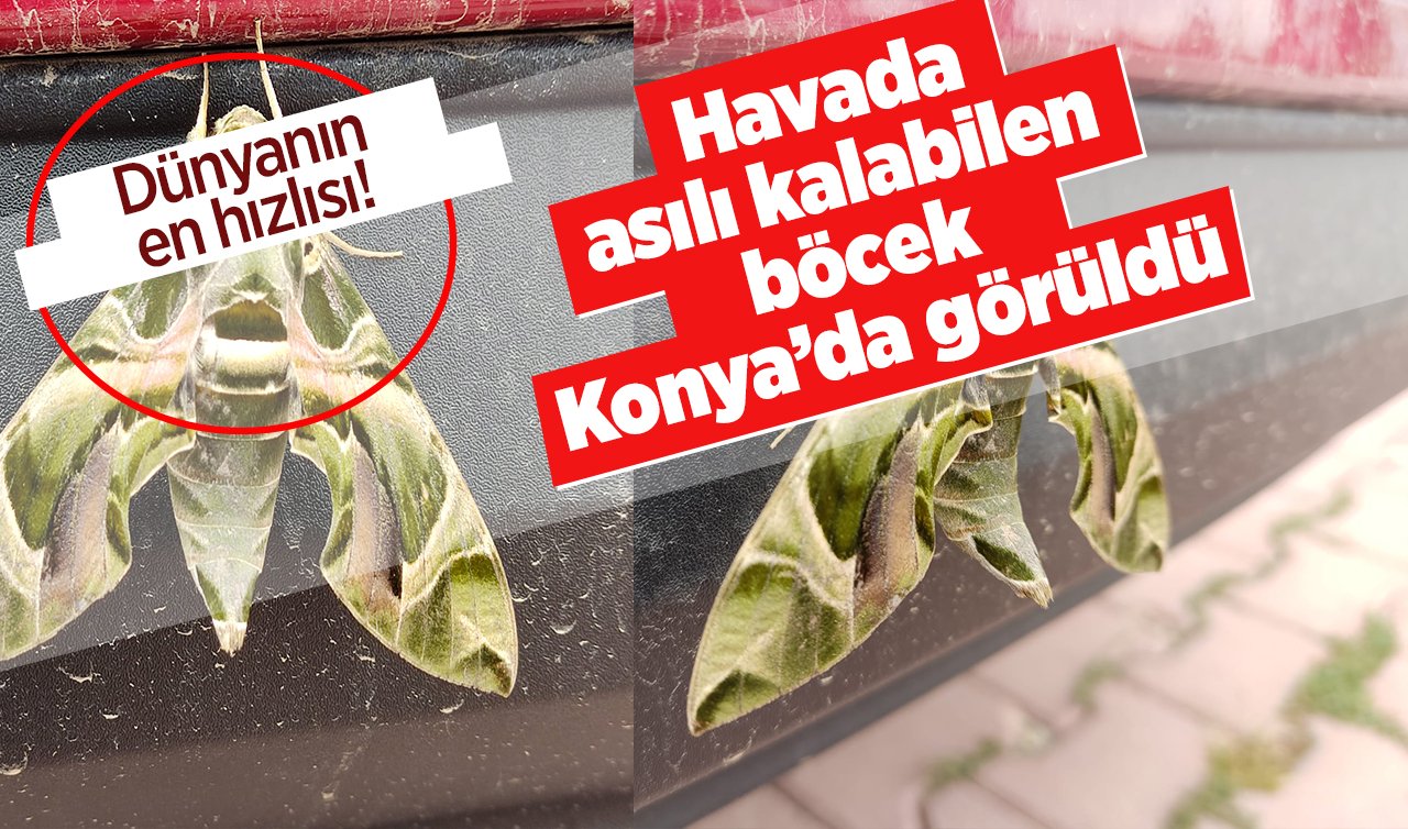 Dünyanın en hızlısı! Havada asılı kalabilen böcek Konya’da görüldü