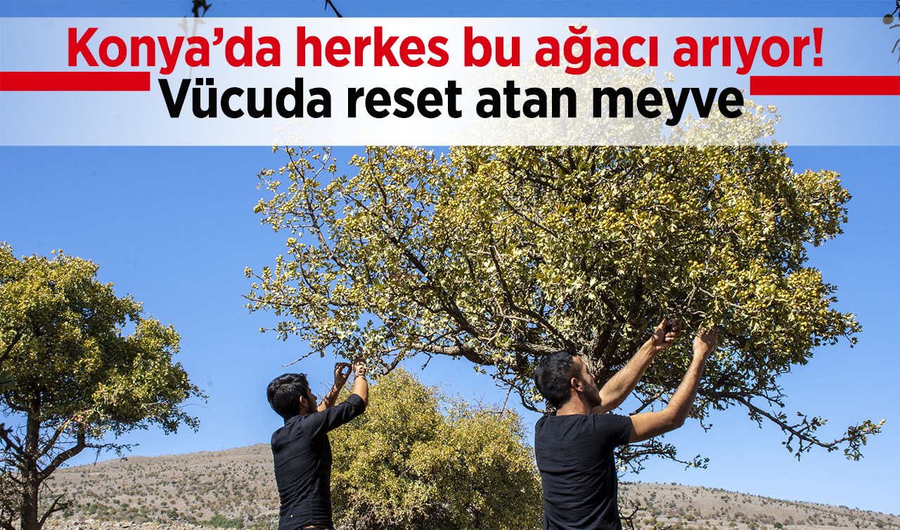 Konya’da herkes bu ağacı arıyor! Vücuda reset atan meyve 