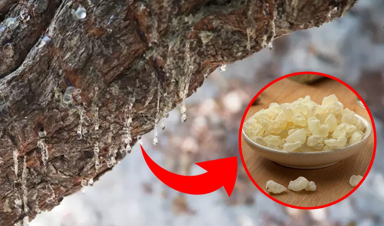 Küçücük olduğuna bakmayın, sağlığa faydaları çok büyük! Kilo vermek isteyenler mumla arıyor…