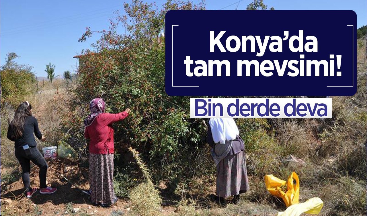 Konya’da tam mevsimi! Toplaması zor ama bin derde deva