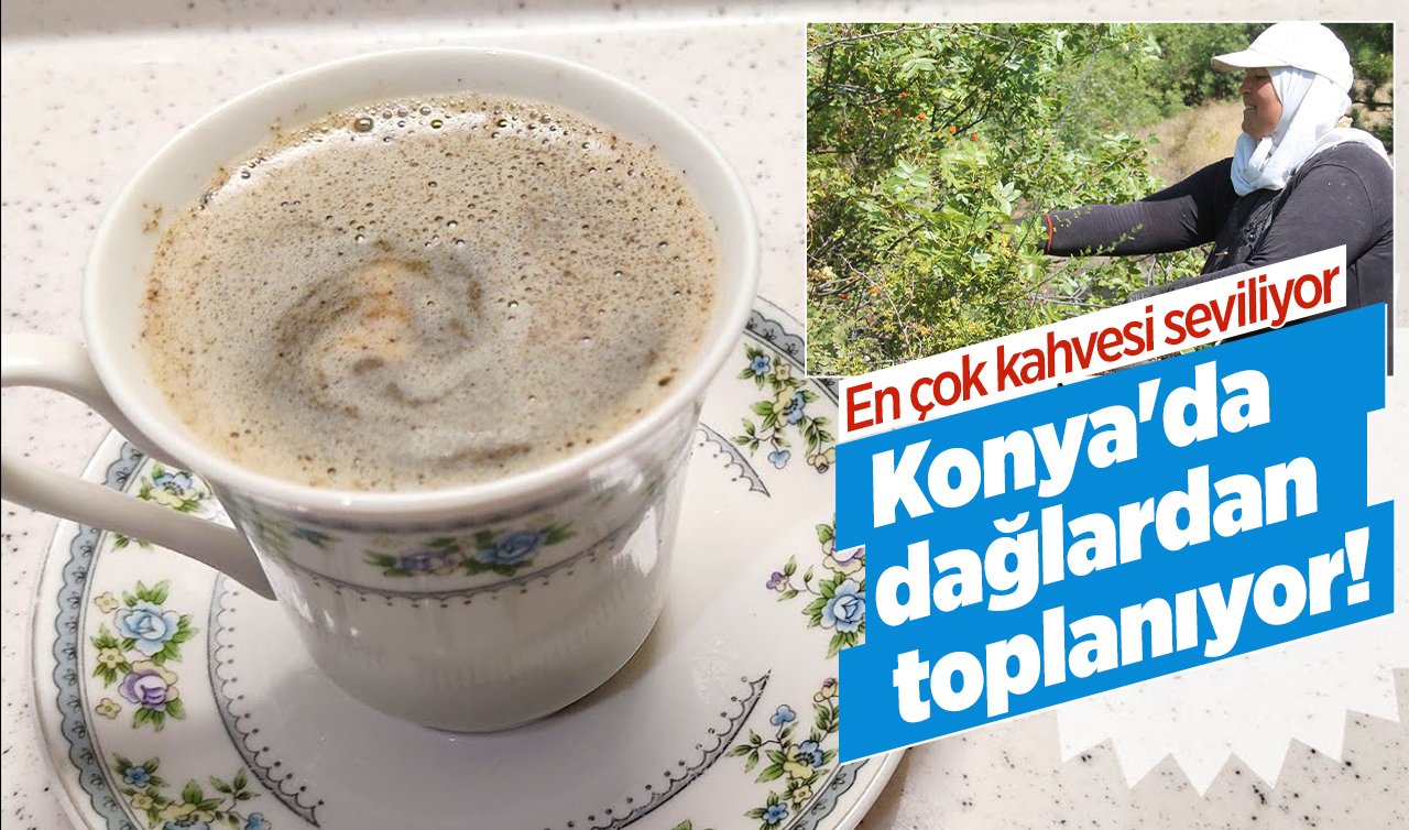  Konya’da ‘çıtlak’ Tokat’ta ‘çedene’ Manisa’da “çitlembik” diyorlar! Dağlardan toplanıyor en çok kahvesi seviliyor