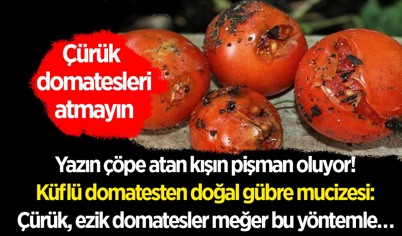 Yazın çöpe atan kışın pişman oluyor! Küflü domatesten doğal gübre mucizesi: Çürük, ezik domatesler meğer bu yöntemle…