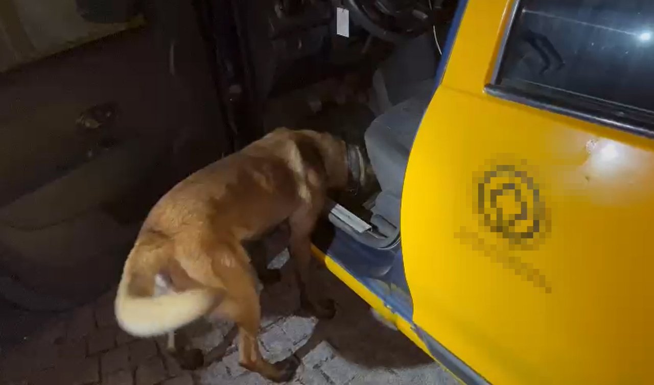 Narko kurt “Thor’’ iş başında! 