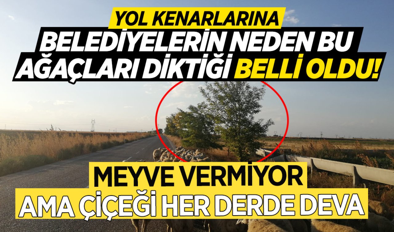 Konya’da yol kenarlarında çok var! Bu ağaçların ne işe yaradığını bilen yok