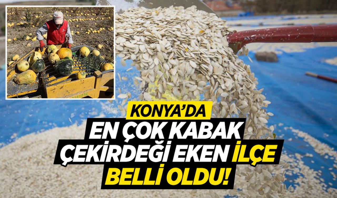 Konya’da en çok kabak çekirdeği üreten ilçe belli oldu!