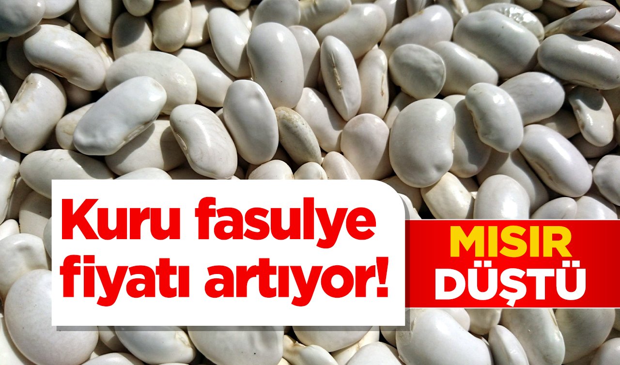 Konya’da kuru fasulye fiyatı arttı mısır düştü! Arpa, buğday, mısır, kuru fasulye, nohut, yulaf, güncel fiyatlar