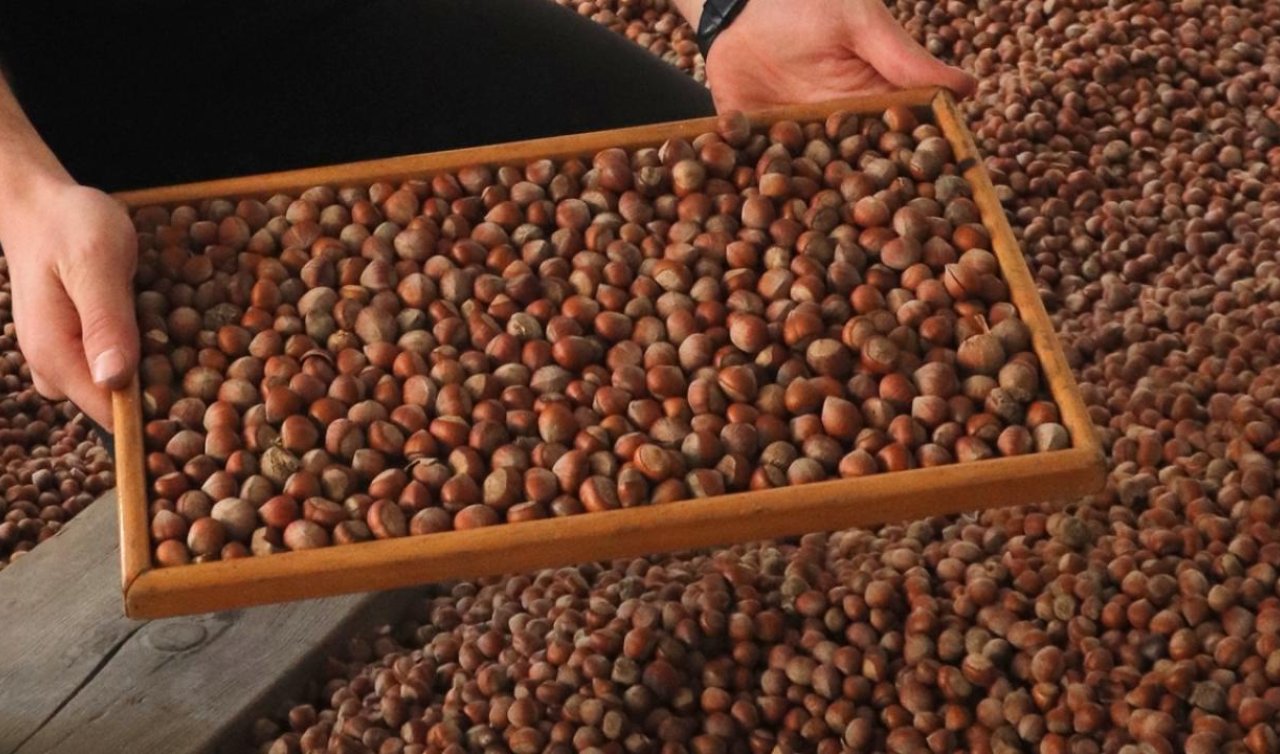Ticaret borsalarında ağustosta 19 bin tonun üzerinde fındık satıldı