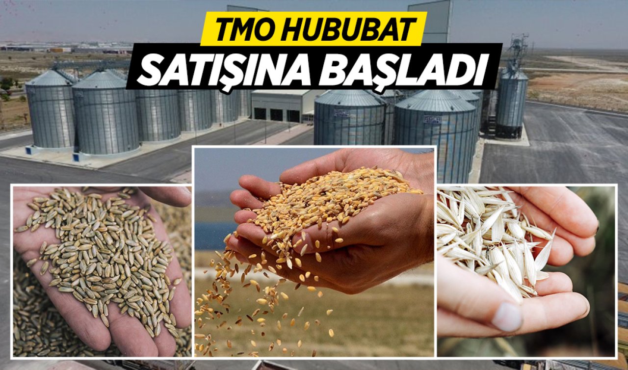 TMO hububat satışına başladı! Ekim ayı hububat satış fiyatları belli oldu!