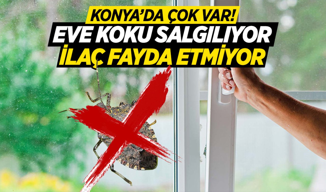Konya’da sıklıkla görülüyor! Sakın evinize girmesin