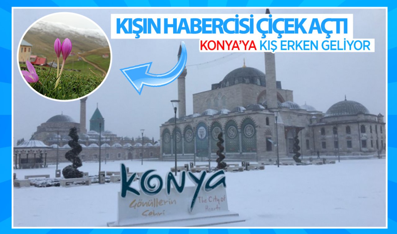 Konya’ya kış erken geliyor! Kışın habercisi çiçek açtı