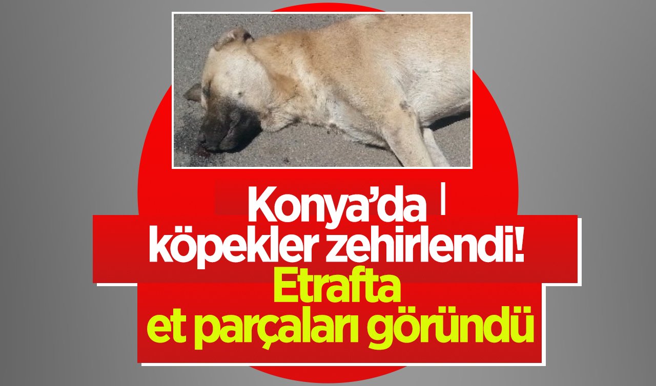 Konya’da köpekler zehirlendi! Etrafta et parçaları göründü