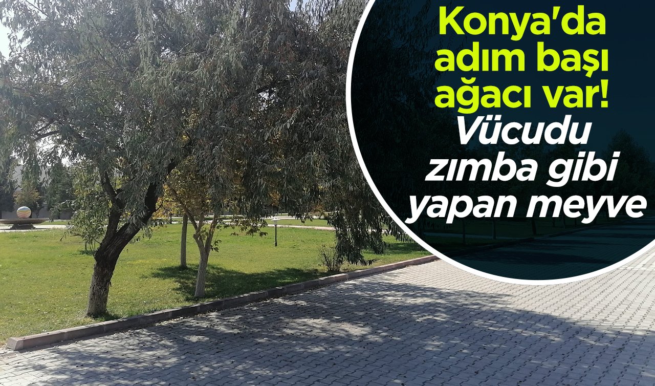 Konya’da adım başı ağacı var! Vücudu zımba gibi yapan mucize meyve