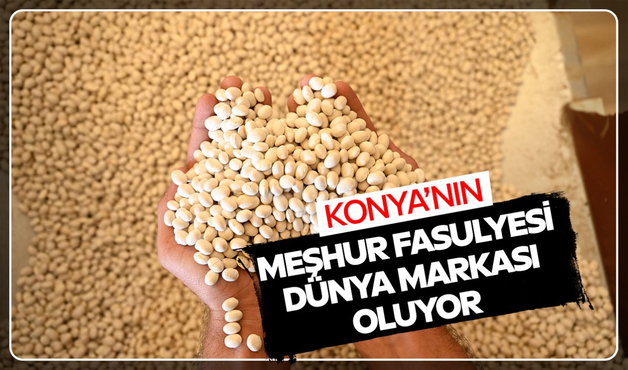 Konya’nın ata tohumundan üretilen şeker fasulyesi dünya markası olacak