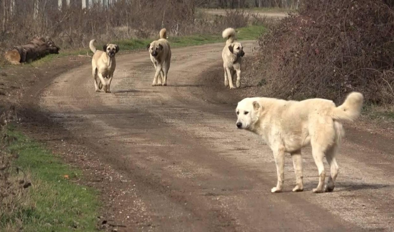 TBMM’ye en çok şikayet edilen konu: Sahipsiz köpekler