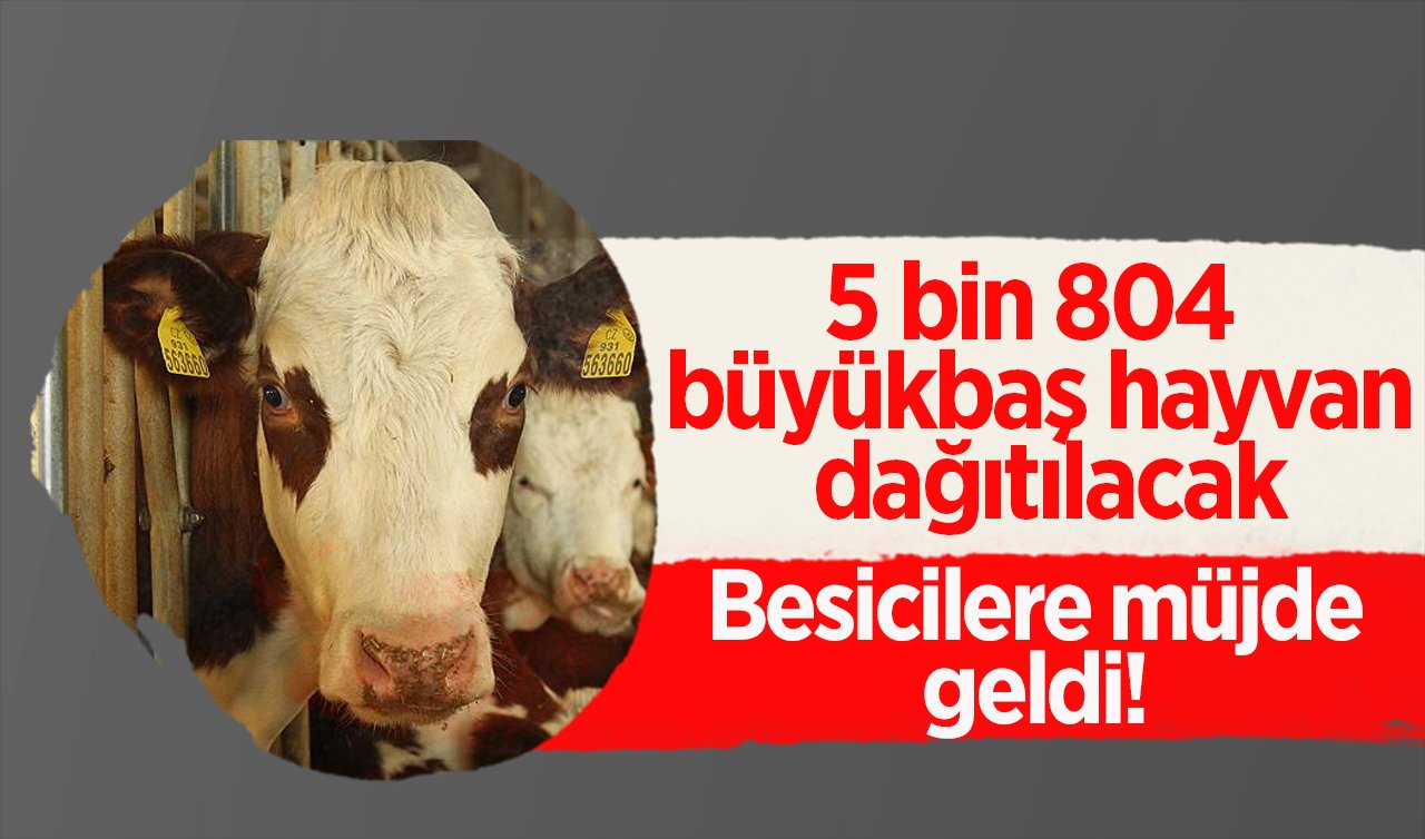 Besicilere müjde geldi! 5 bin 804 büyükbaş hayvan dağıtılacak