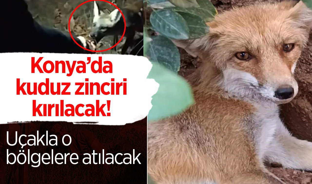 Konya’da kuduz zinciri kırılacak! Uçakla o bölgelere atılacak