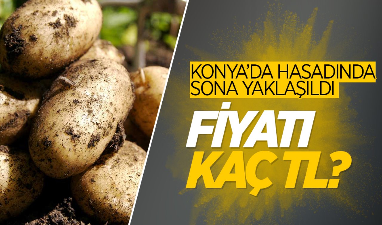 Konya’da tarlada satılan patatesin fiyatı belli oldu!