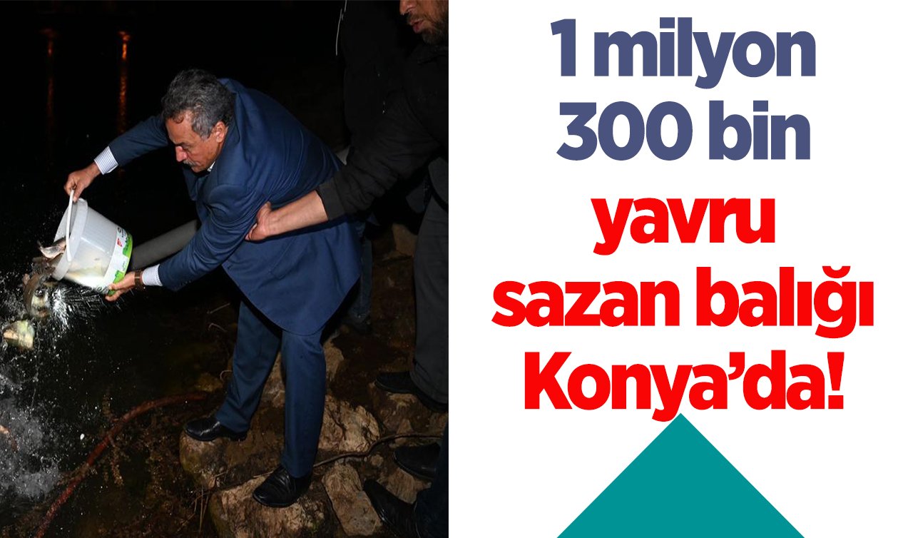 1 milyon 300 bin yavru sazan balığı Konya’da! 