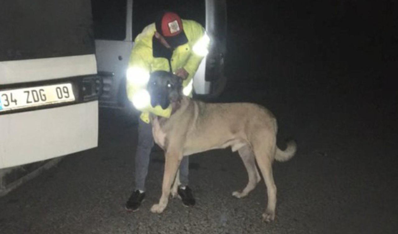 Bahisle köpek dövüştürenlere baskın