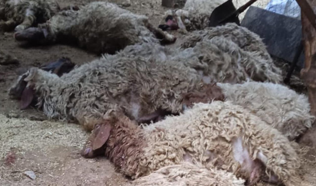 Sahipsiz köpekler 12 koyunu telef etti