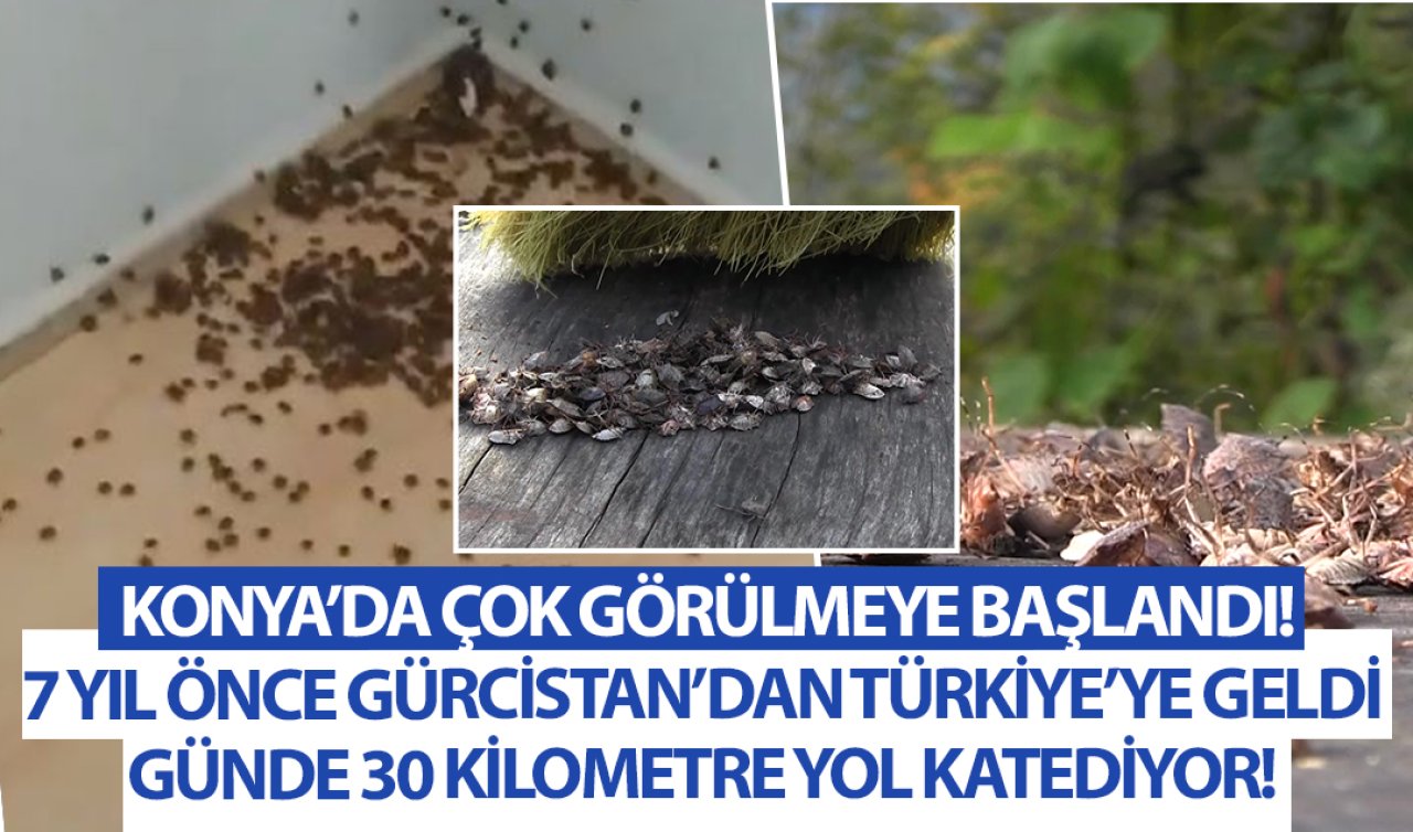 Konya’nın korkulu kabusu oldu! Durdurulamıyorlar