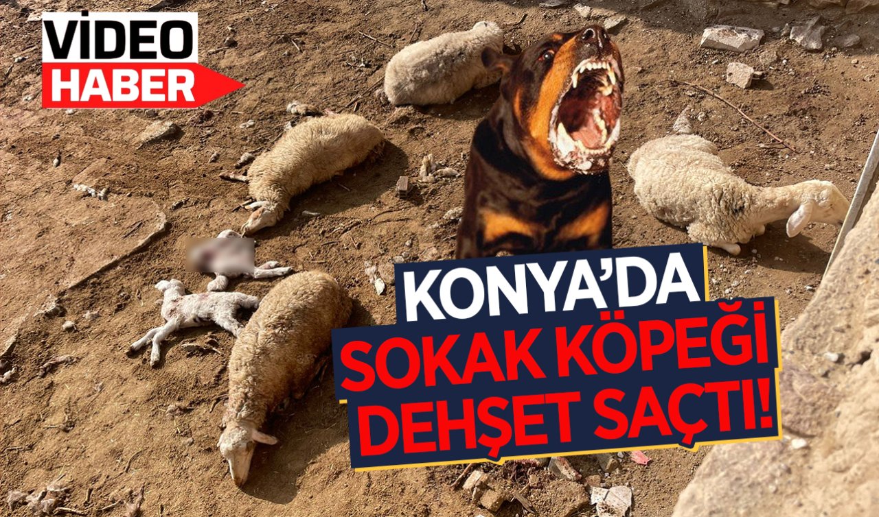 Konya’da sokak köpekleri ağıla girdi! Koyun ve kuzular telef oldu
