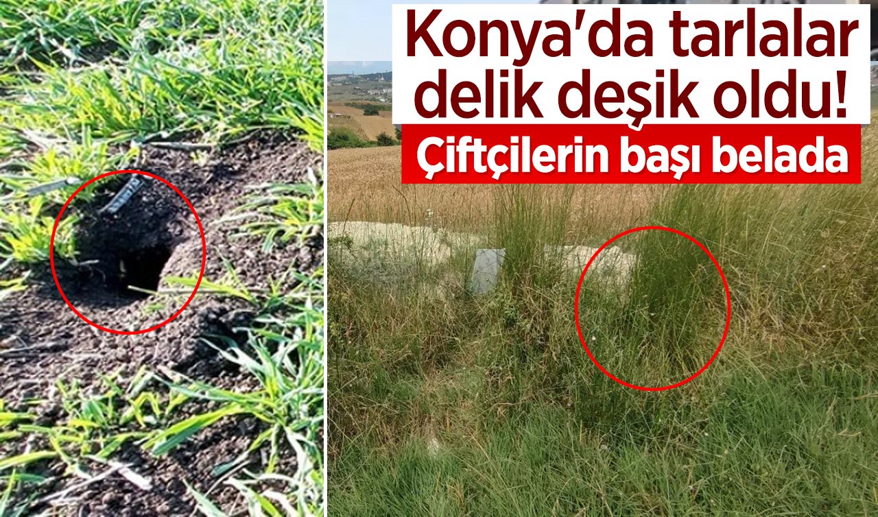 Konya’da tarlalar delik deşik oldu! Çiftçilerin başı belada