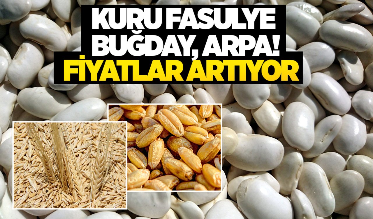 Konya’da kuru fasulye ve buğday fiyatı arttı! Arpa, buğday, mısır, kuru fasulye, tritikale, güncel fiyatlar