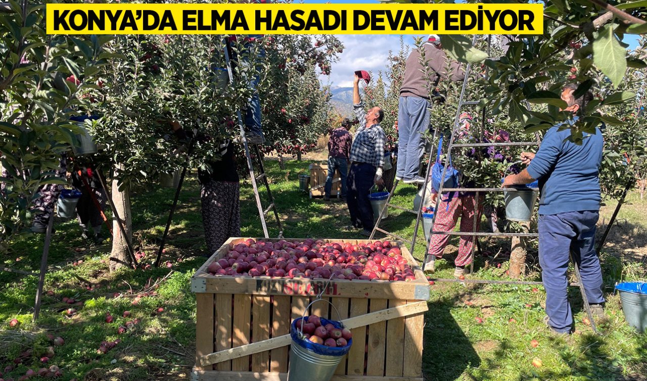 Konya’da elma hasadı devam ediyor! 