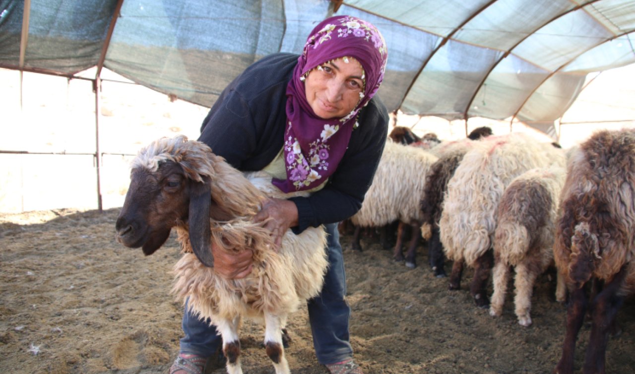 Borçla hayvancılığa başlayan kadın yetiştirici koyun sayısını 30’dan 300’e çıkardı