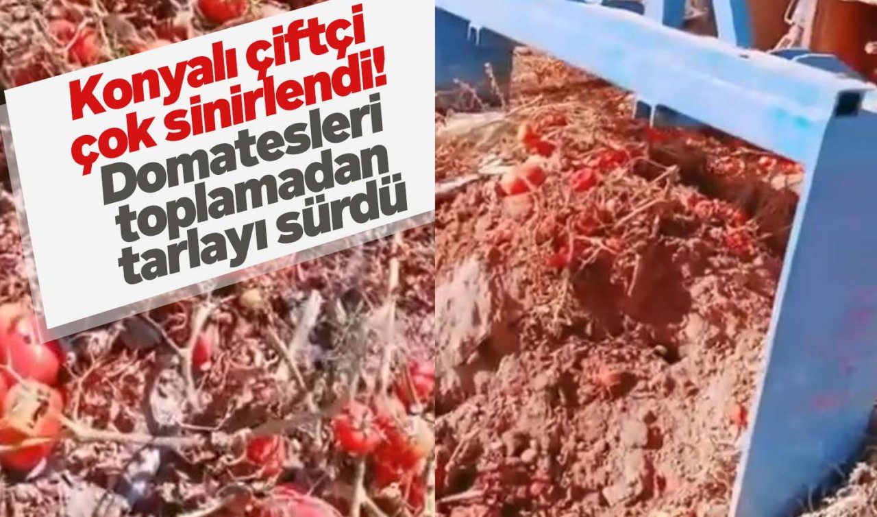 Konyalı çiftçi çok sinirlendi! Domatesleri toplamadan tarlayı sürdü