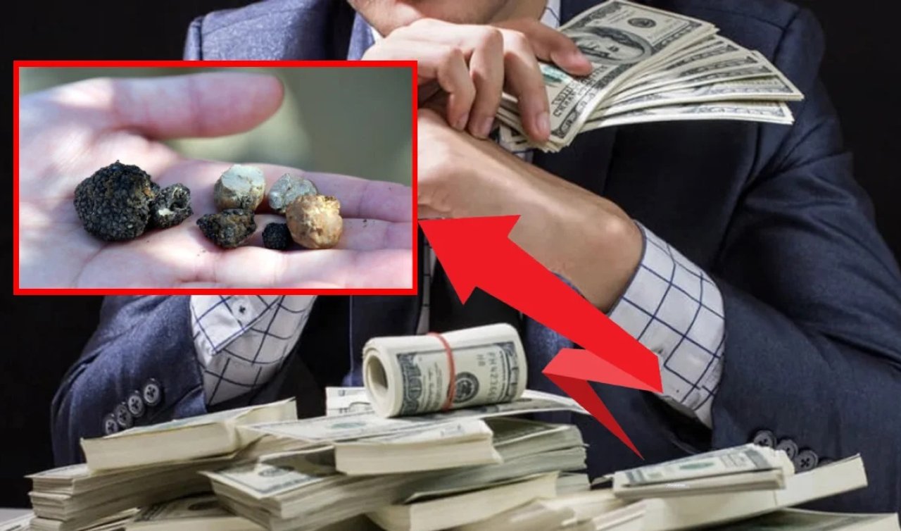 Bu bitkiyi gören milyoner oluyor! Toprak altında gizli bir hazine! Kilogram fiyatını duyan…