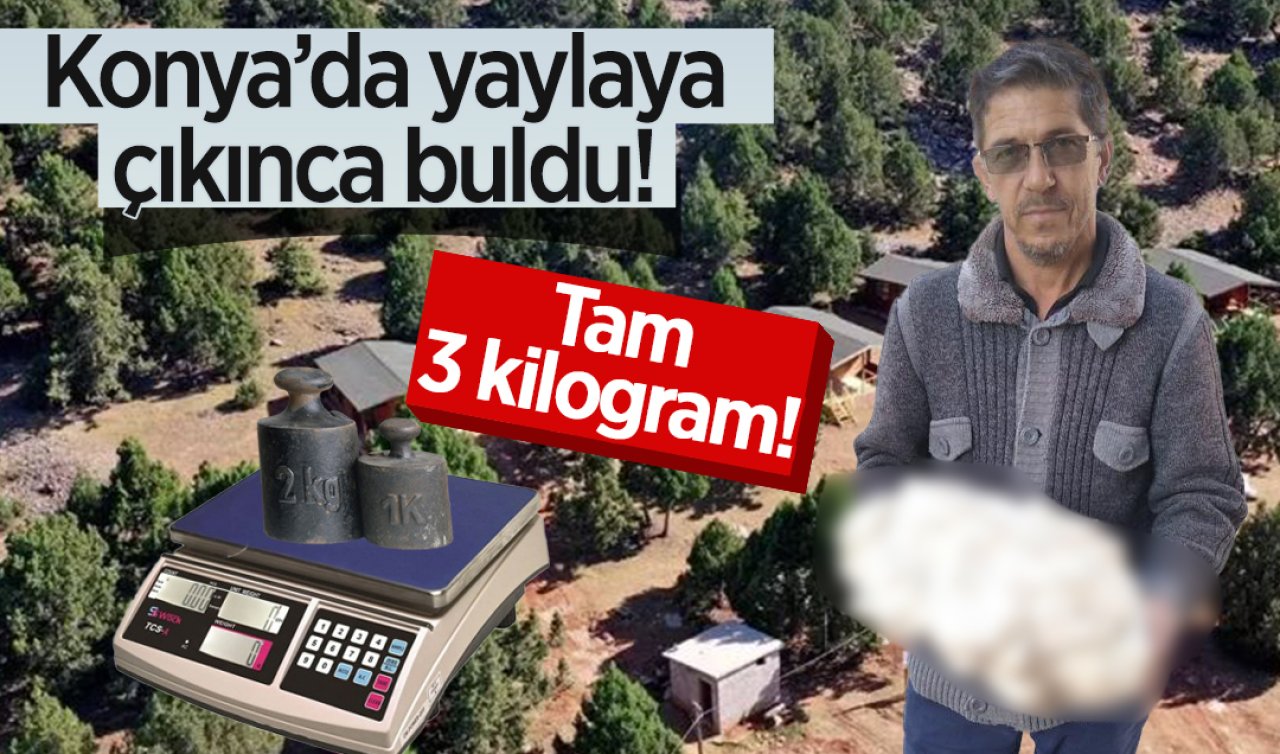 Konya’da yaylaya çıkınca buldu! Terazide 3 kilo çekti