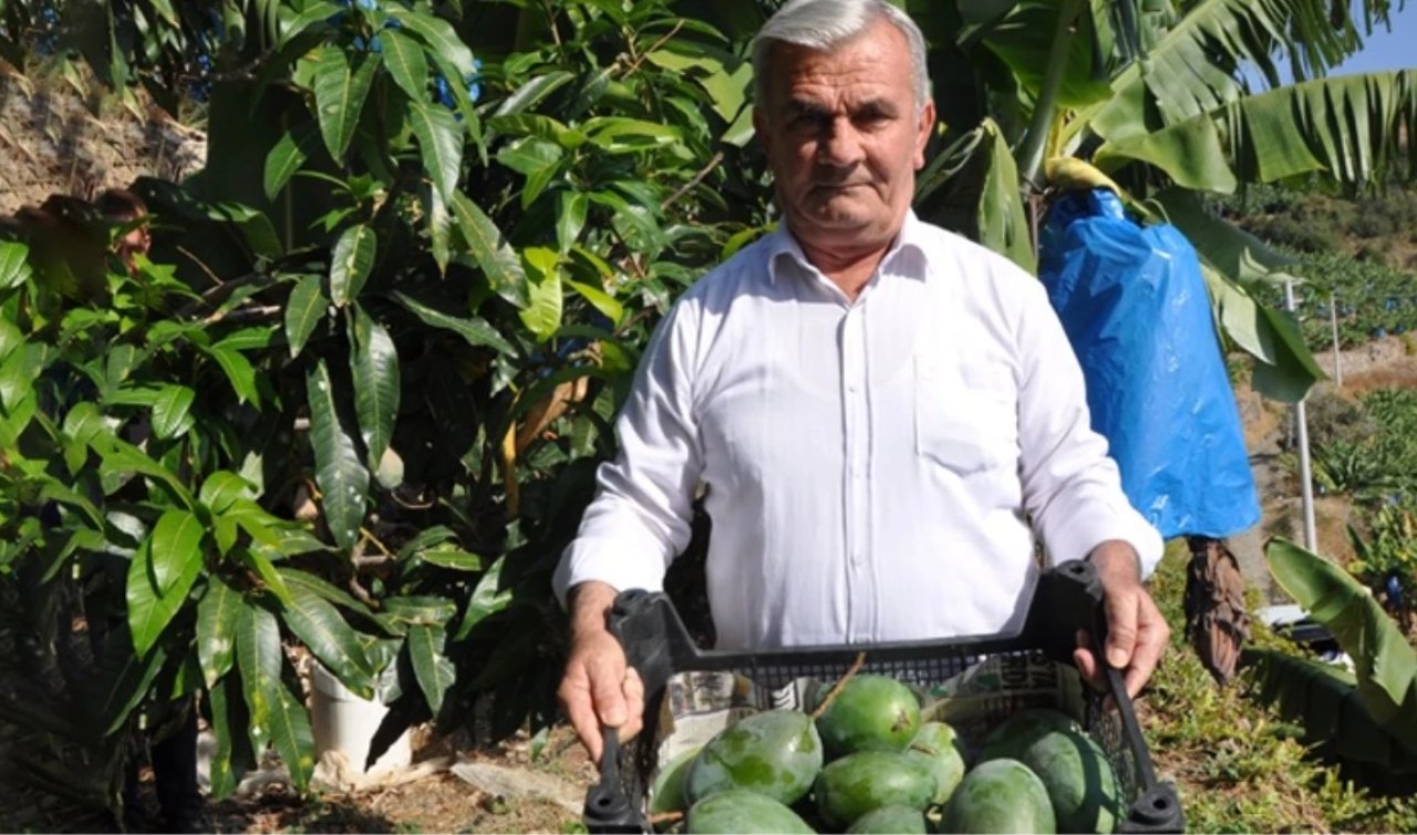 12 yıl önce bahçesine ektiği 12 ağaç serveti oldu! 200 bin lira gelir elde etti