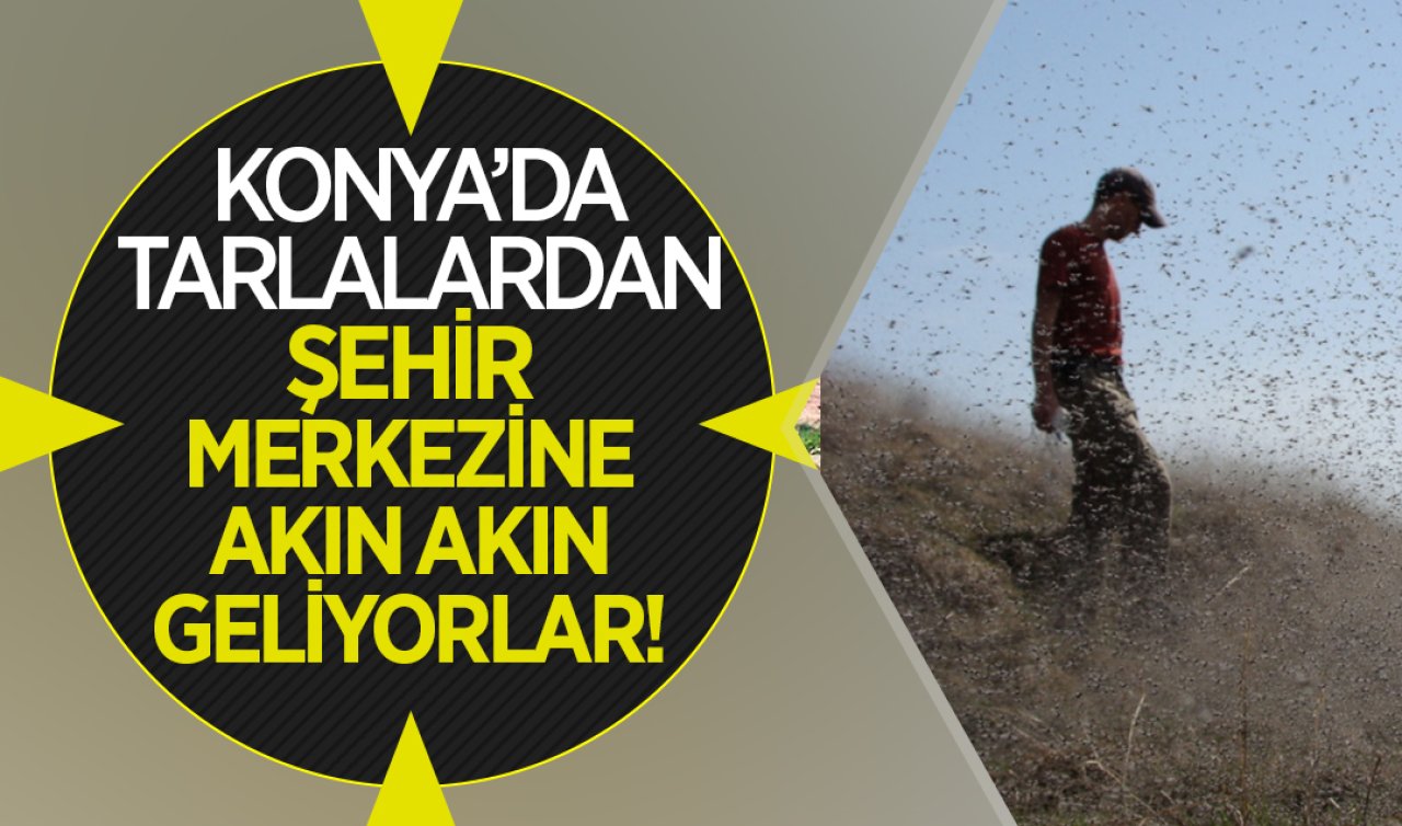 Konya’da sayıları arttı! Her yeri istila ediyorlar