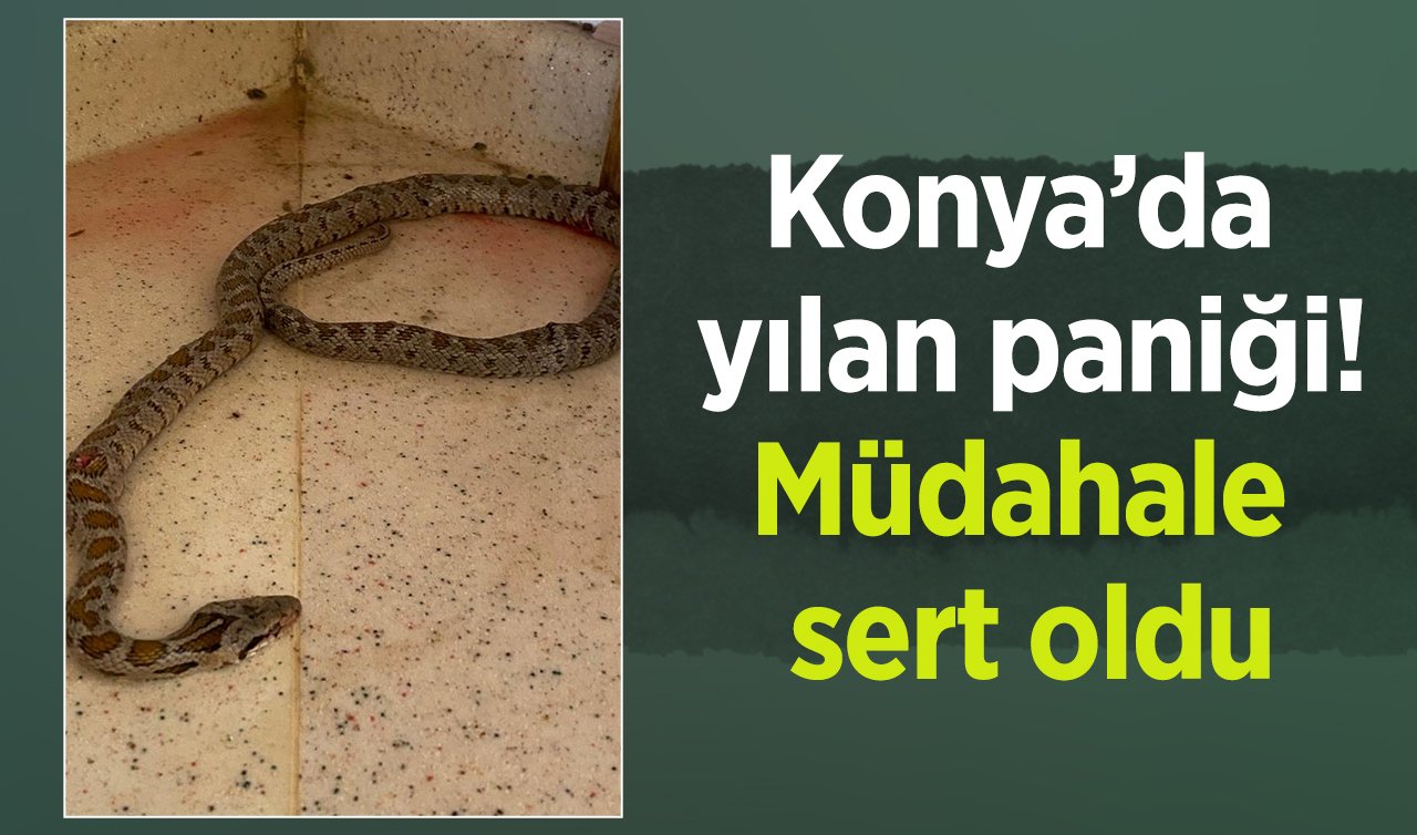 Konya’da yılan paniği! Müdahale sert oldu