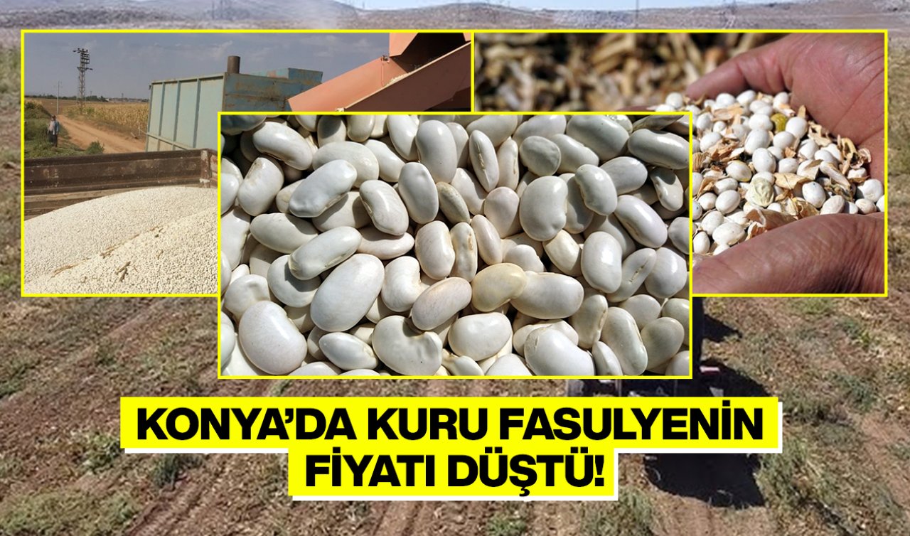 Konya’da kuru fasulyenin fiyatı düştü! İşte arpa buğday kuru fasulye ve mısır için anlık fiyatlar