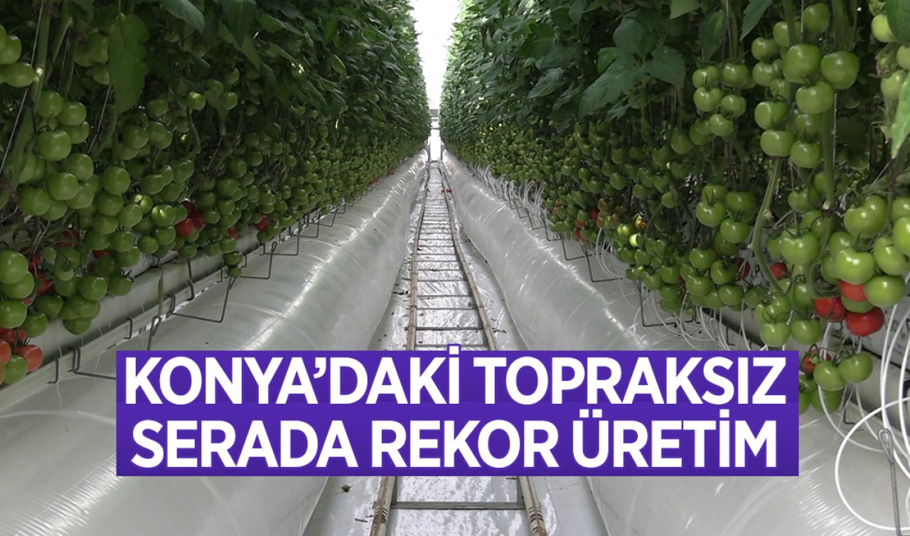 Konya’nın markası oldu! Topraksız serada 2 bin 500 ton verim