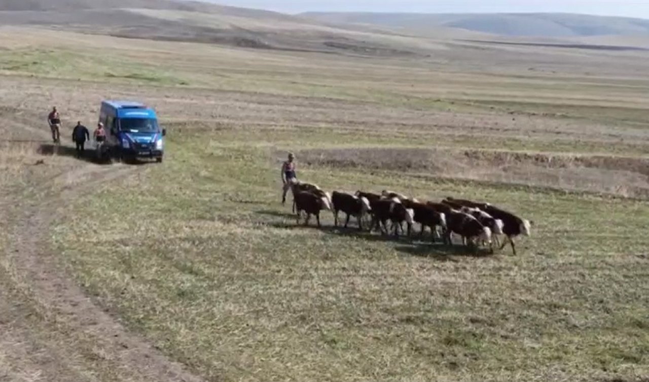 Jandarma kaybolan 30 ineği dron ile buldu!