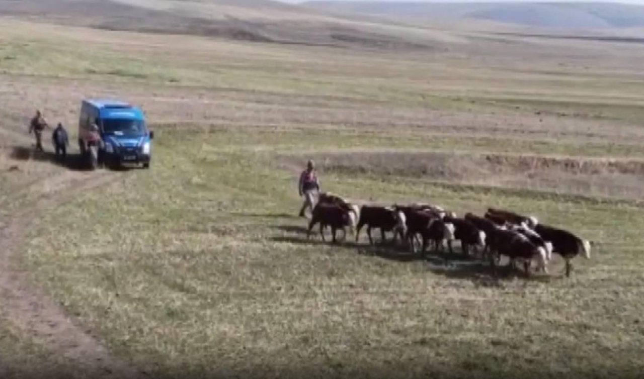 Kaybolan 30 büyükbaşı jandarma buldu
