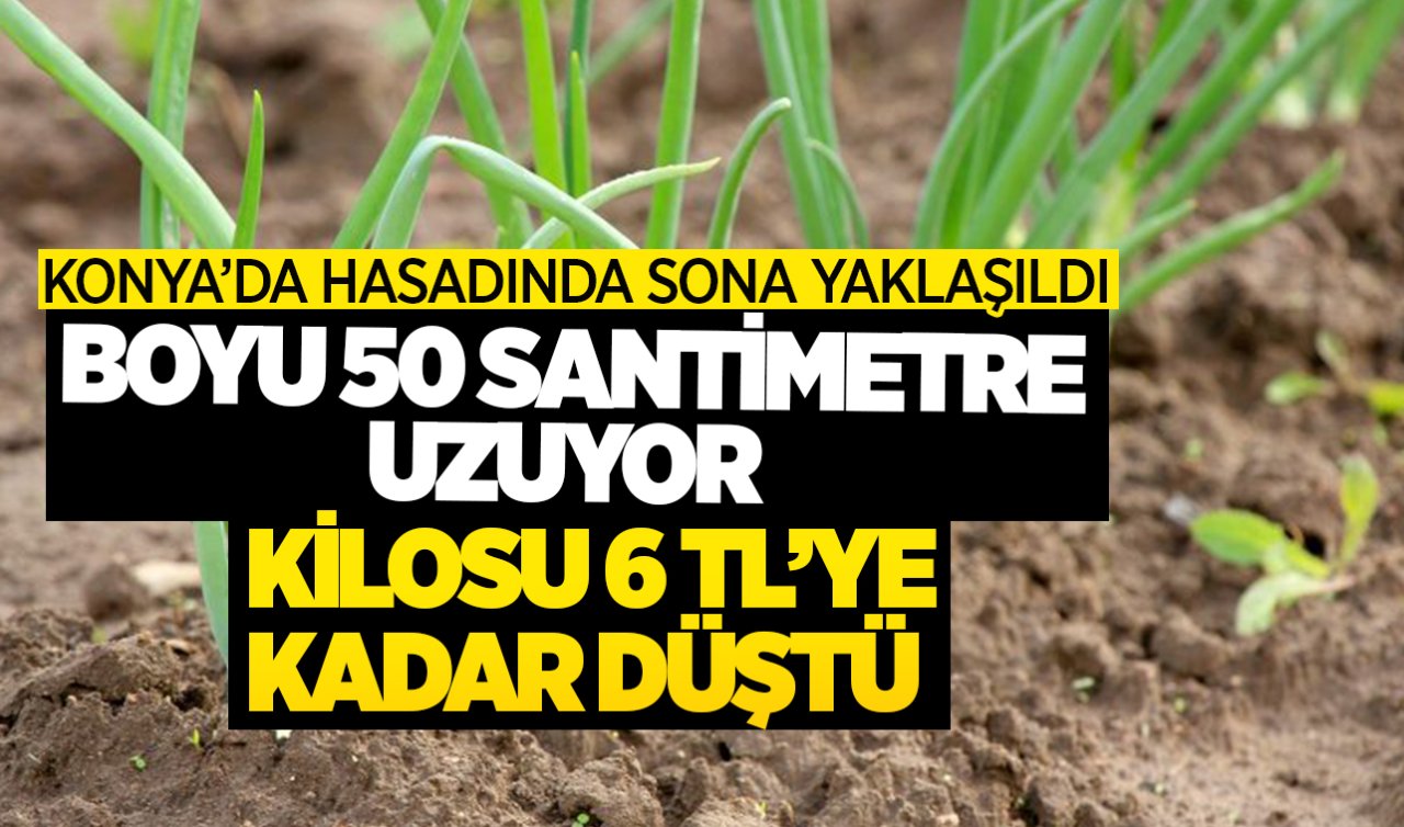 Konya’da hasadı bitmek üzere! Toprağın altında yetişiyor kilosu 6 TL