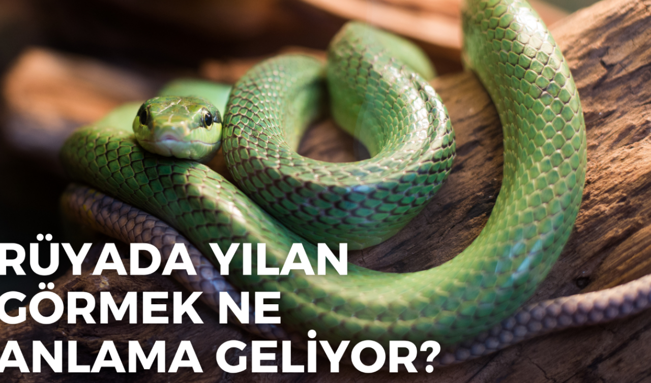 Rüyada yılan görmek ne anlama gelir? Rüyada yılan sokması nedir?