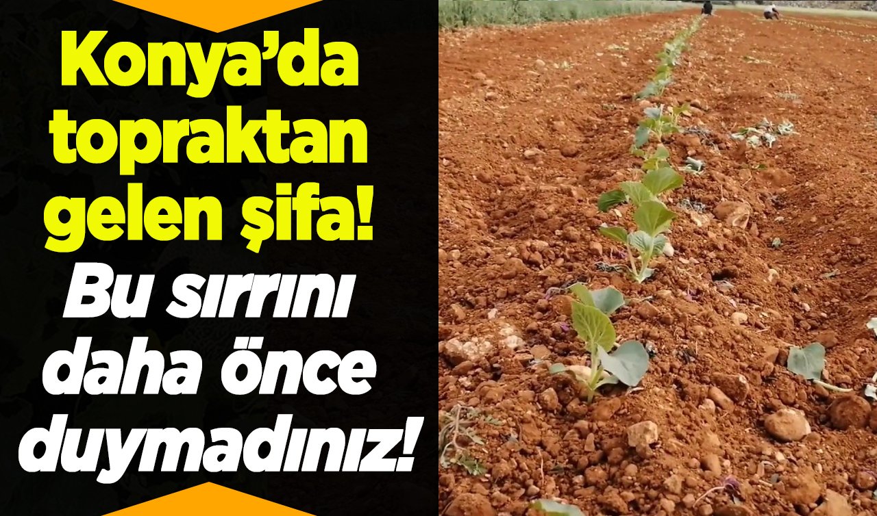Konya’da topraktan gelen şifa! Bu sırrını daha önce duymadınız! Sedef, egzama, saç dökülmesi, böbrek taşı.. 