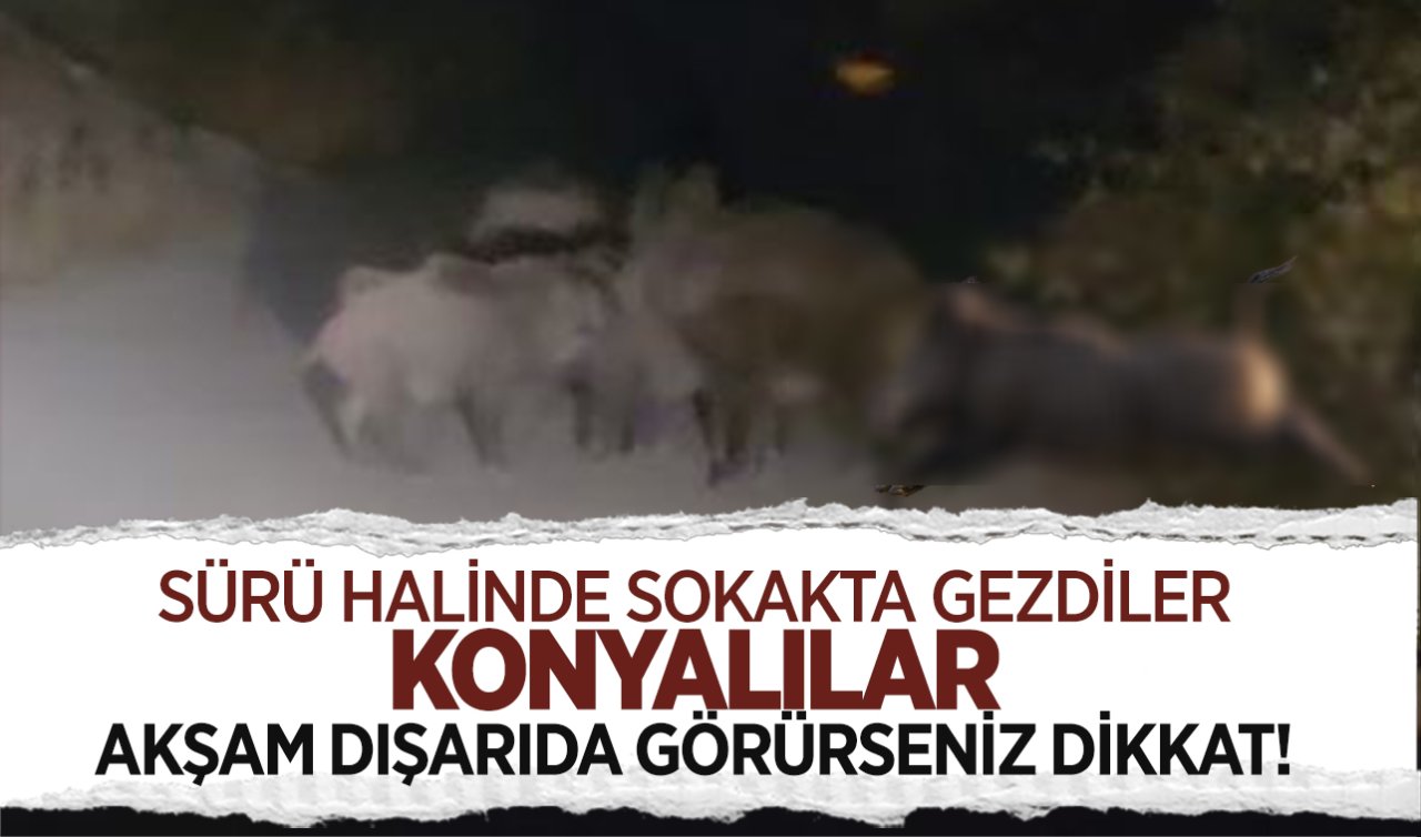 Yer Konya! O mahallede görüldüler: Kocaman dişleri var boyları 120 santimetreye kadar uzuyor